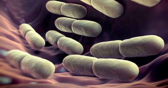 Кишечная бактерия может показать ваш истинный возраст. Фото.