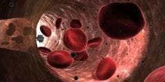Обнаружено новое свойство клеток крови. Они могут способствовать регенерации тканей. Фото.