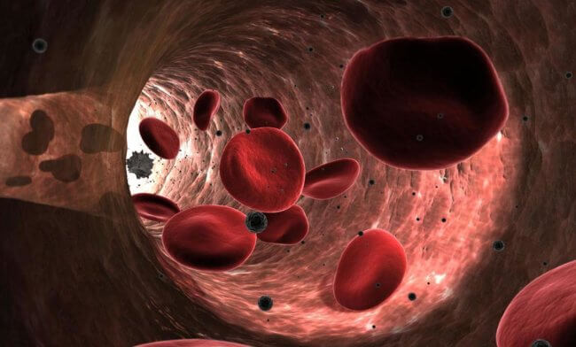 Обнаружено новое свойство клеток крови. Они могут способствовать регенерации тканей. Фото.
