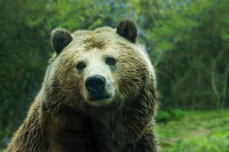 Медведи стали чаще нападать на людей. С чем это связано? Бурый медведь — один из самых крупных хищников на Земле. Фото.