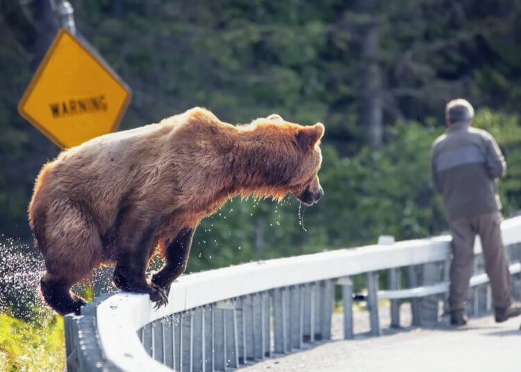 Почему совершается нападение медведя на человека? Бурые медведи чаще всего атакуют людей, гуляющих в одиночку. Фото.