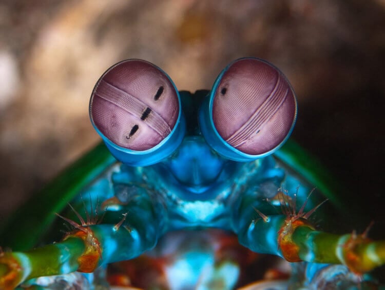 У каких животных самое лучшее зрение? Креветки могут видеть окружающий их мир в ослепительно ярком свете. Фото.