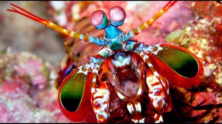 У каких животных самое лучшее зрение? Уникальная креветка, обитающая в районе Большого Барьерного Рифа, обладает самым совершенным в природе зрением. Фото.