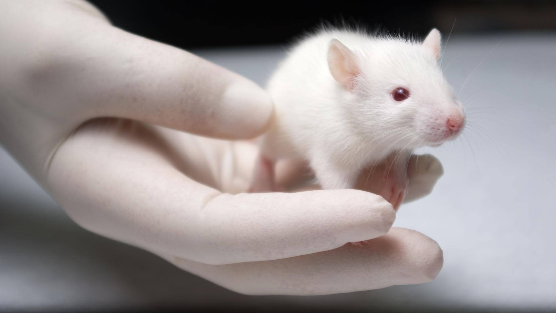Почему мутации — это хорошо? Лабораторные мыши до сих пор остаются любимыми подопытными в научных лабораториях по всему миру. Фото.