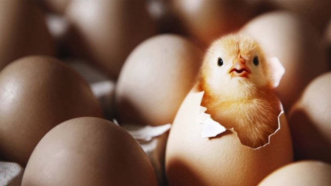 Что возникло раньше: яйцо или курица? Фото.