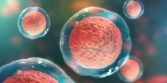 Что такое стволовые клетки и зачем они нужны? Фото.