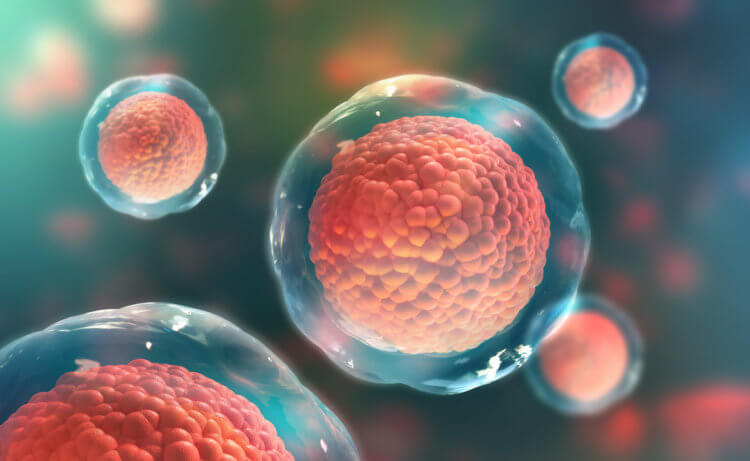 Что такое стволовые клетки и зачем они нужны? Применение стволовых клеток может открыть новые горизонты в регенеративной медицине. Фото.