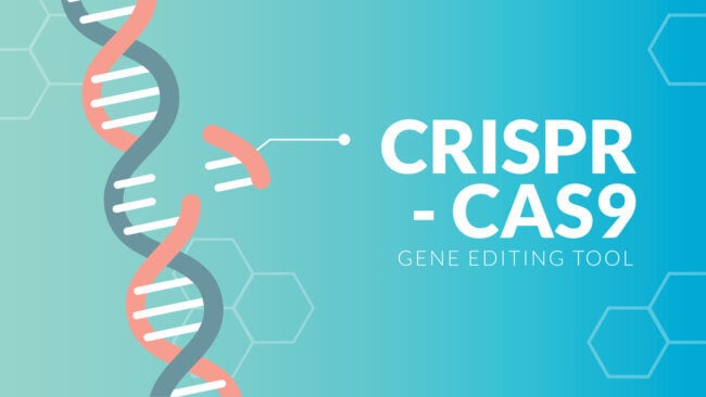 Редактор генома CRISPR впервые использовали для терапии ВИЧ. Фото.