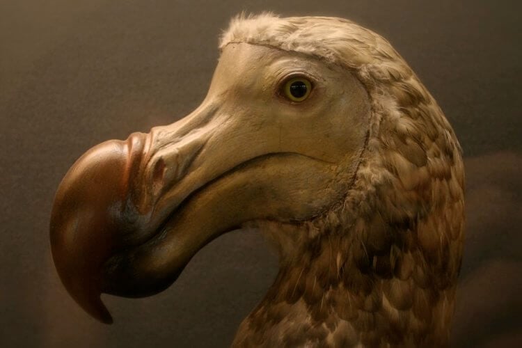 Каких животных могут воскресить в ближайшее время? Несмотря на свой оригинальный внешний вид, Додо — родственники голубей. Фото.