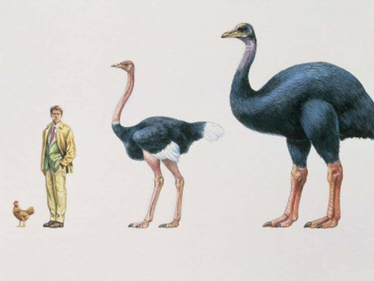 Каких животных могут воскресить в ближайшее время? Сравнение размеров курицы, человека, страуса и Моа. Фото.