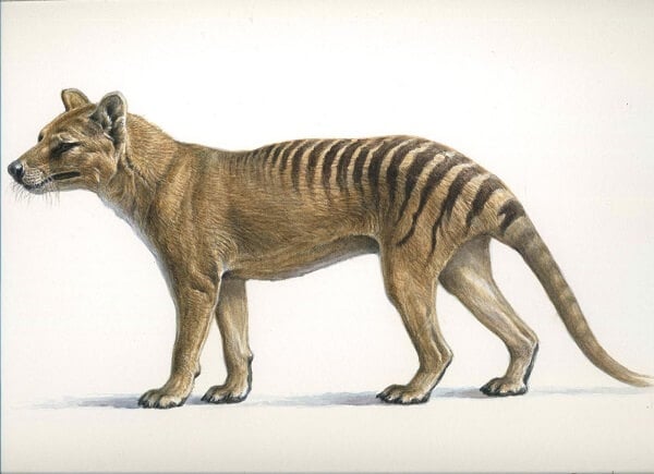 Каких животных могут воскресить в ближайшее время? Тасманийский (или сумчатый) волк полностью вымер около 100 лет назад. Фото.