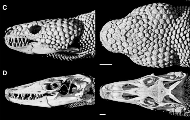 Самые большие ящерицы защищены толстым слоем брони. Томография головы комодского варана. Фото.