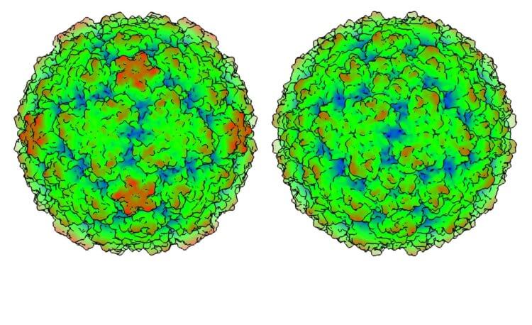 Что такое простуда? Так риновирус выглядит под микроскопом. Фото.