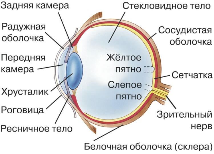 Могут ли глаза изменить свой цвет и почему так происходит? - Hi-News.ru