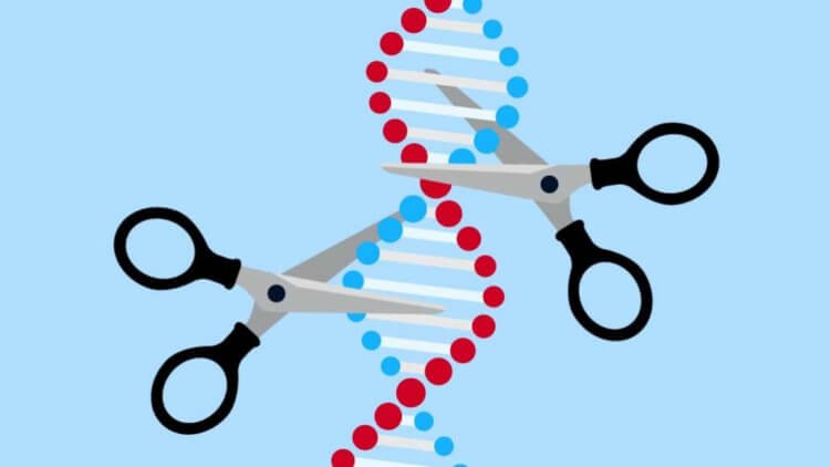Как редактор генома поможет вылечить ВИЧ. Процесс редактирования генома выглядит примерно так. Часть генов вырезается и заменяется новыми. Фото.