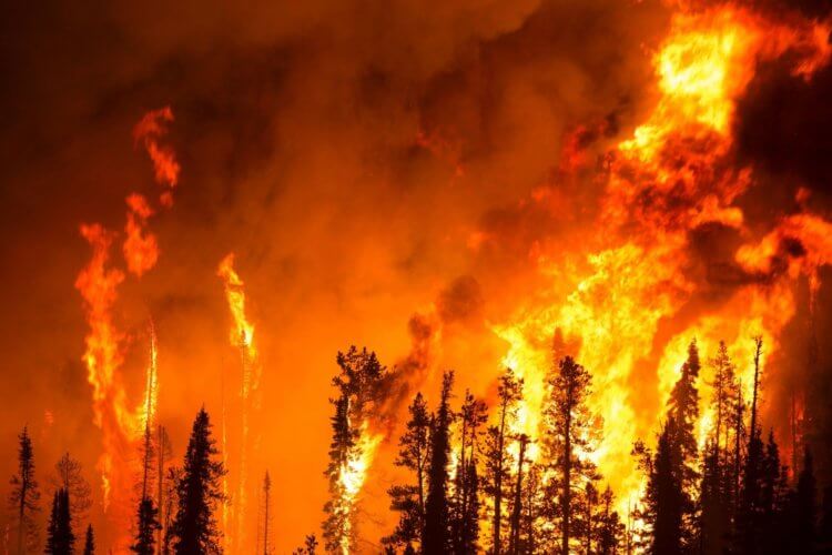 Разработана модель, способная предсказать лесные пожары за 20 минут до возгорания. Лесные пожары — не поддающаяся контролю сила, появление которой можно предсказать. Фото.