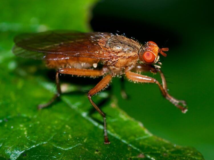 Для чего мухи потирают лапками? Неужели мухи способны злорадствовать? Фото.