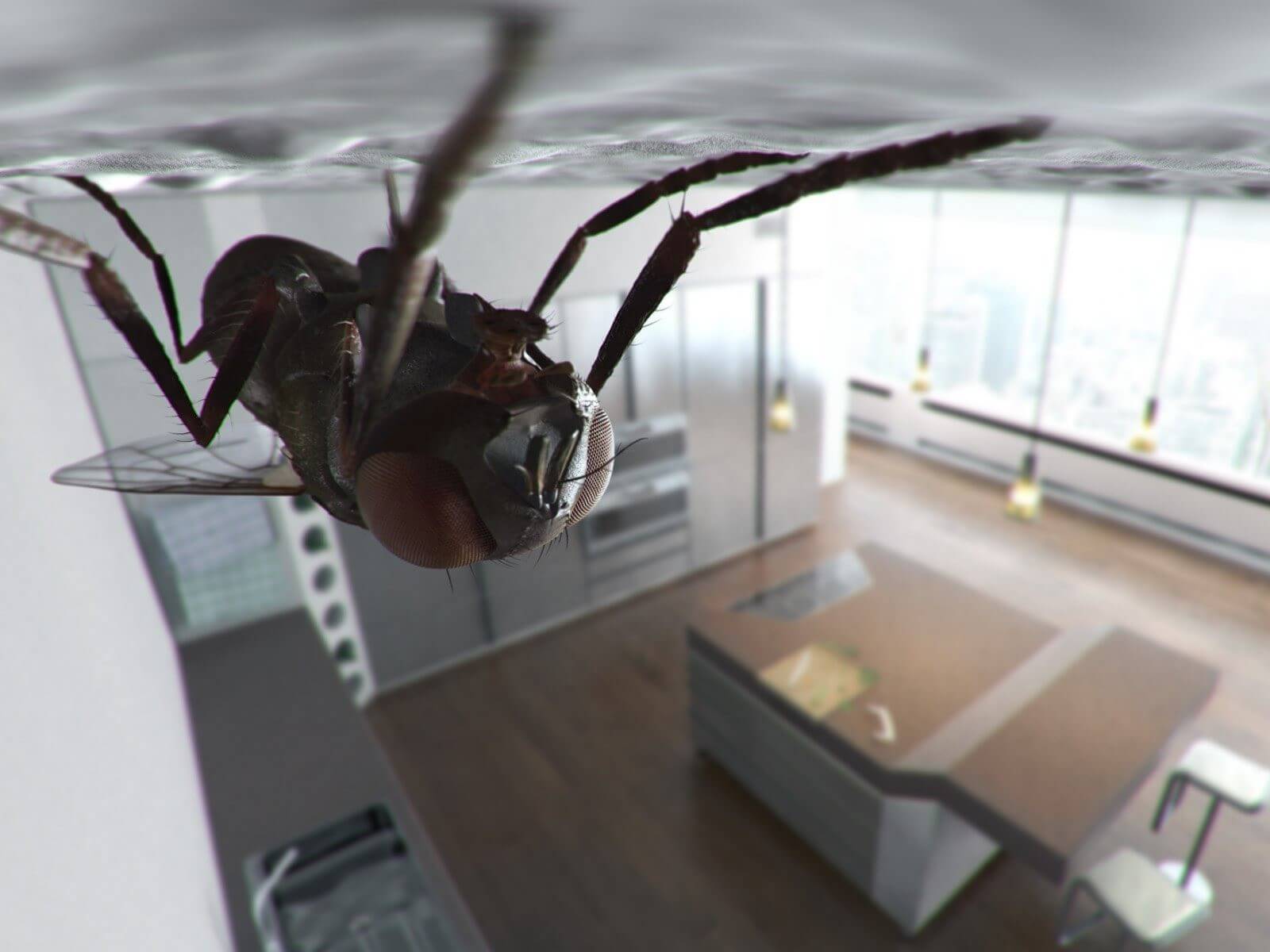 Зачем мухи трут свои конечности? На лапках насекомых имеется особая жировая прослойка, которая позволяет мухам свободно ползать даже по вертикальным поверхностям. Фото.