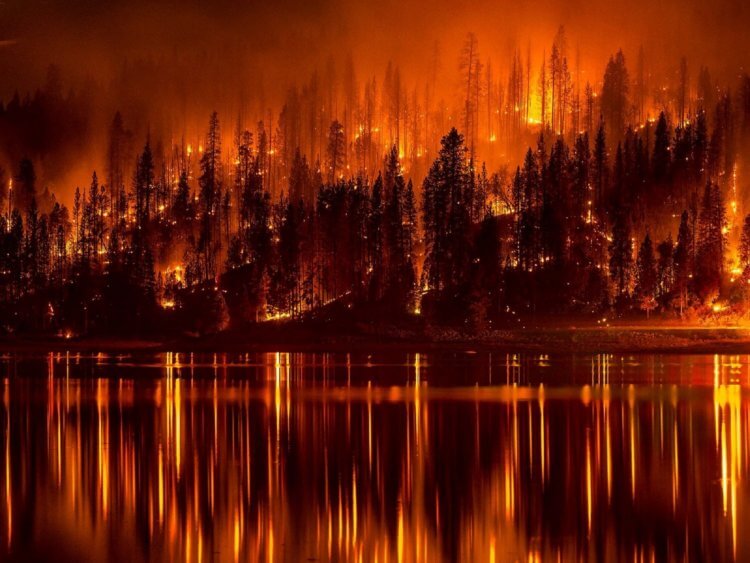 Может ли наша планета выжить без деревьев? Во время пожаров в Сибири сгорело приблизительно 1,3 миллионов гектаров леса. Фото.