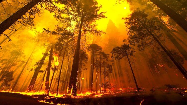 В чем причина лесных пожаров? Число лесных пожаров по всему миру продолжает увеличиваться. Ученые считают, что всему виной антропогенный фактор. Фото.