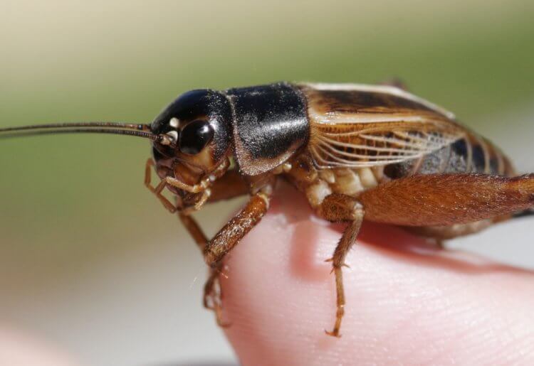 Чем городской шум полезен для жизни насекомых? Сверчки вида Gryllus lineaticeps. Фото.