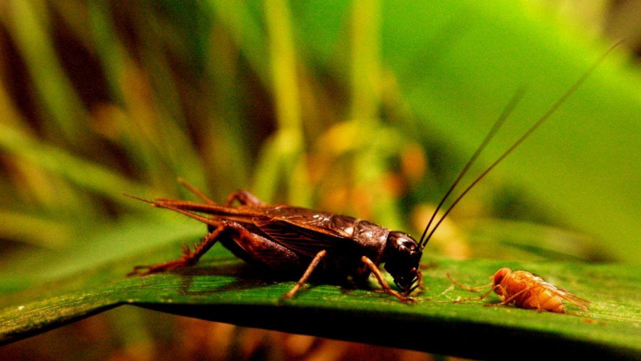 Сверчок и паразитическая муха Ormia ochracea. Фото.