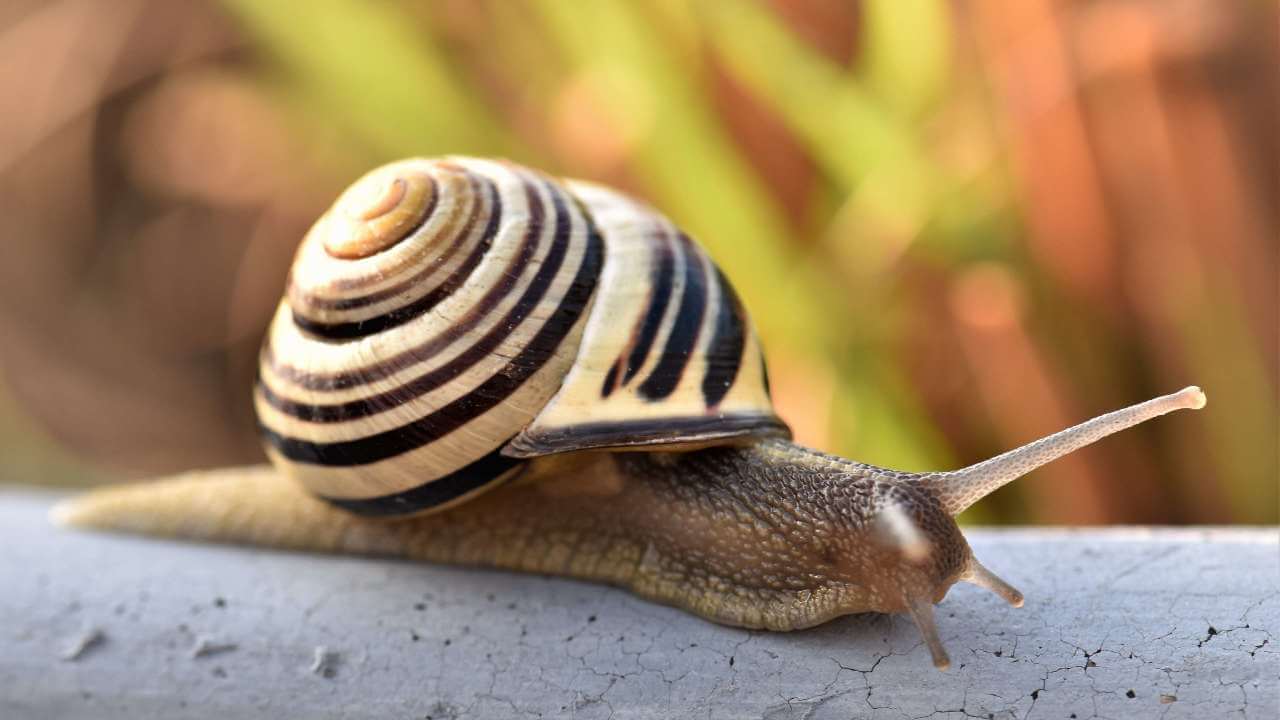 Раковина улиток закручена против часовой стрелки. Фото.