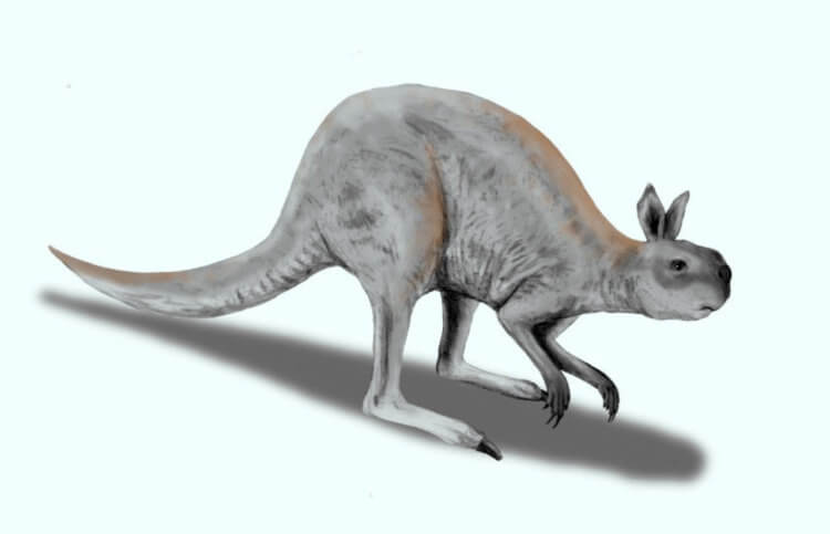 Какие животные обитают в Австралии? Древний вид кенгуру вида Procoptodon goliah. Фото.