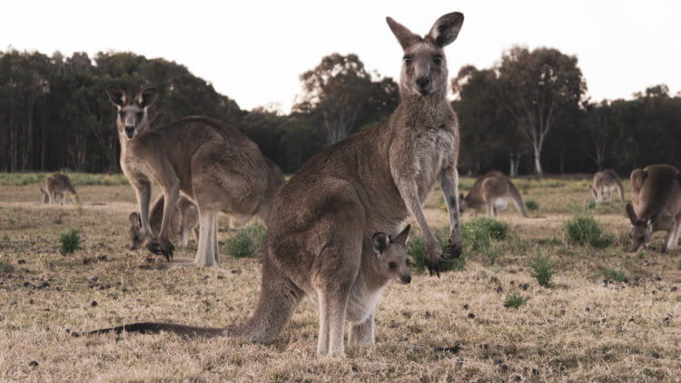 Как выглядели кенгуру, населявшие Австралию тысячи лет назад? У современных кенгуру были гигантские предки. Фото.