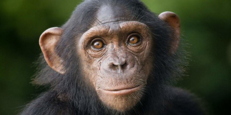 Как появились левши? Интересный факт: левшей и правшей среди шимпанзе всегда поровну. Фото.