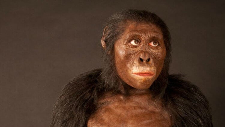 Почему роды в древности проходили намного легче? Австралопитек Люси жила 3,5 миллиона лет назад и относилась к виду Australopithecus afarensis. Фото.