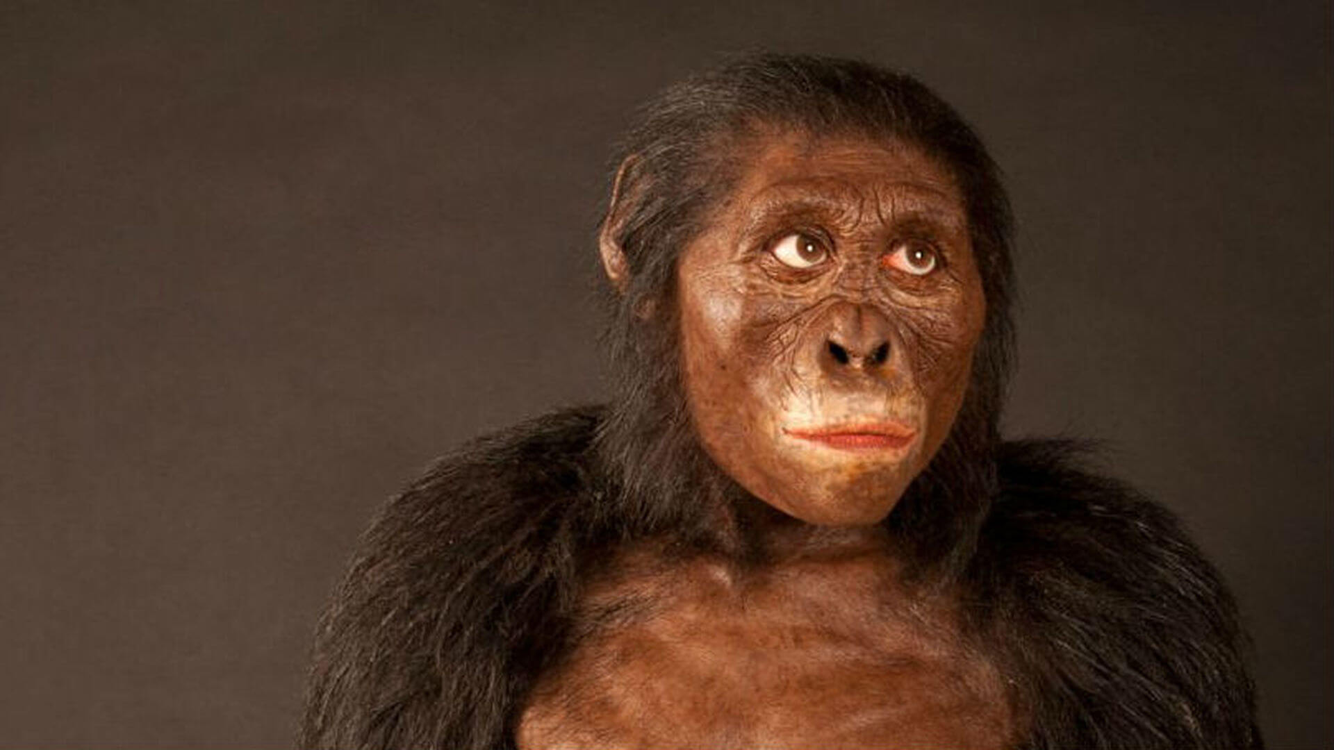 Австралопитек Люси жила 3,5 миллиона лет назад и относилась к виду Australopithecus afarensis. Фото.
