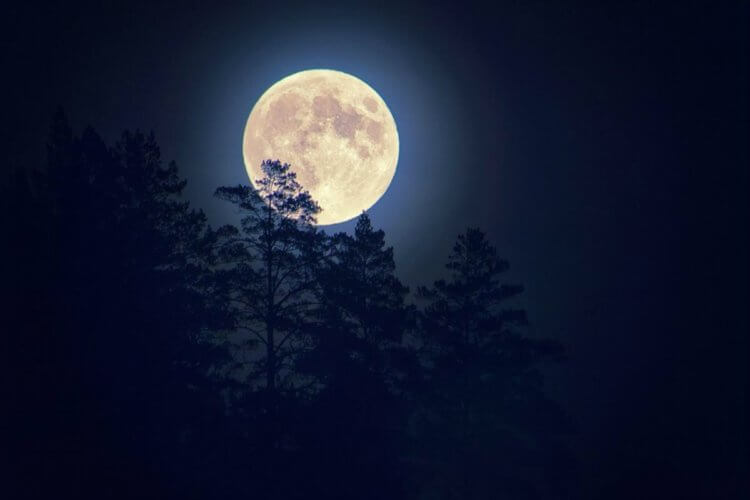 Как Луна влияет на человека? Полнолуние в лесу. Фото.