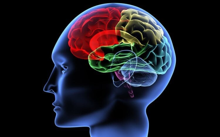 Что происходит в мозге, когда рождается мысль? Несмотря на то, что в настоящее время строение головного мозга хорошо изучено, ученые до сих пор не могут точно объяснить механизмы его работы. Фото.
