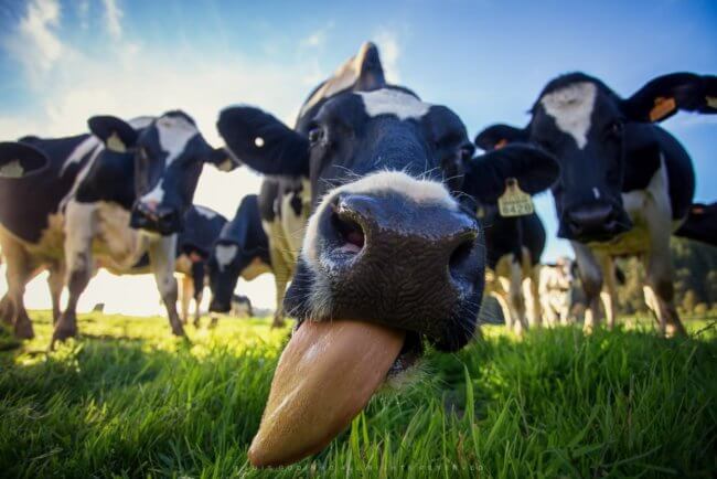 Когда люди начали пить коровье молоко? Фото.