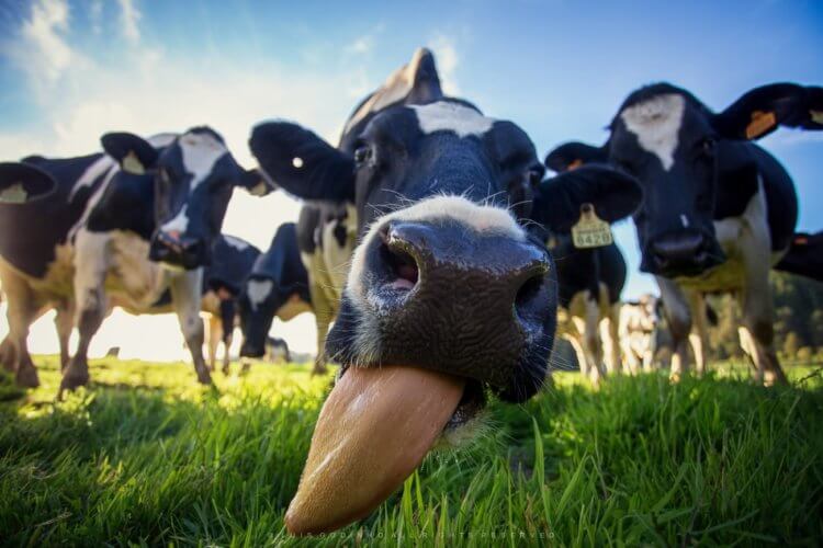 Когда люди начали пить коровье молоко? Может ли коровье молоко быть вредным, а не полезным продуктом для здоровья человека? Фото.