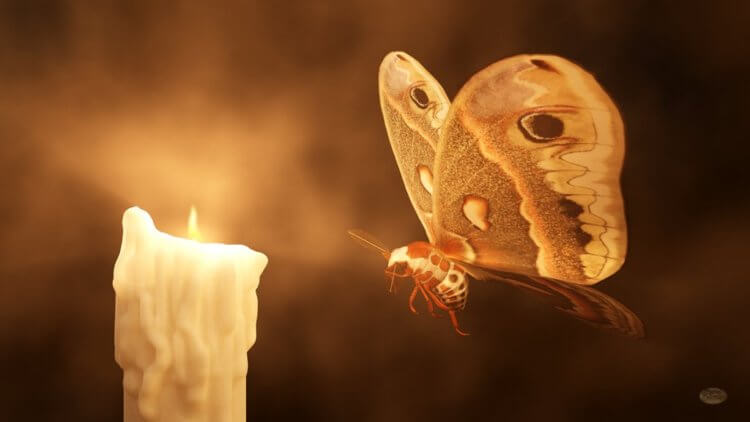 Почему насекомые так любят свет? Привлеченная светом, бабочка теряет контроль над собственной безопасностью. Фото.