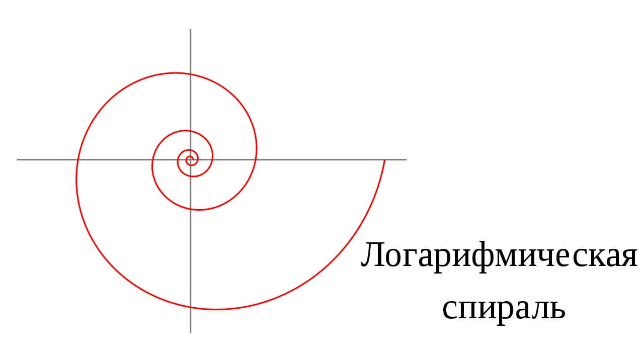 Почему насекомые так любят свет? Пример того, как выглядит логарифмическая спираль. Почему насекомые так любят свет? Пример того, как выглядит логарифмическая спираль. Фото.