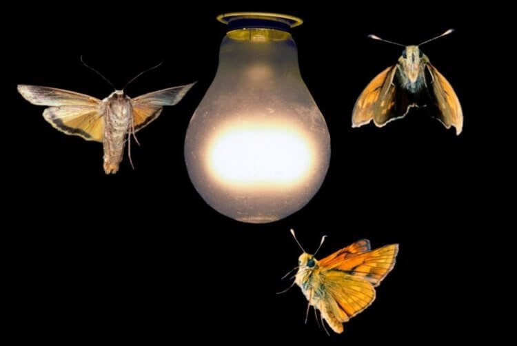 Почему мотыльки летят на свет? Несмотря на то, что некоторые бабочки предпочитают вести активную деятельность только в ночное время, любой источник света провоцирует их на необычные действия. Фото.