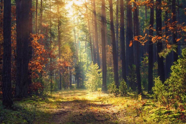 Почему дни равноденствия и дни солнцестояния выпадают на разные даты? Осенью парки и леса особенно прекрасны. Фото.