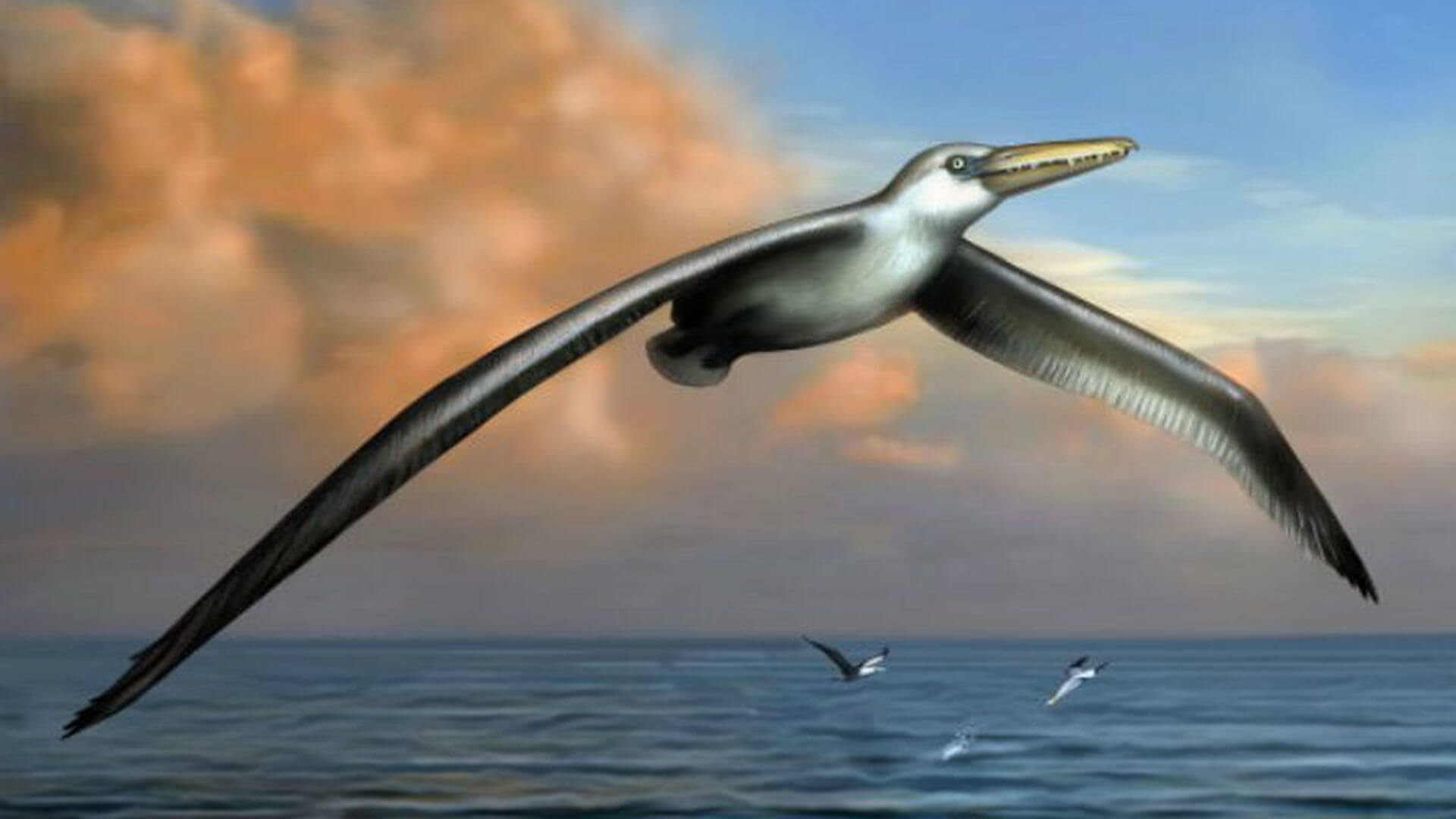 Размах крыльев птиц семейства Pelagornithidae достигал шести метров. Фото.