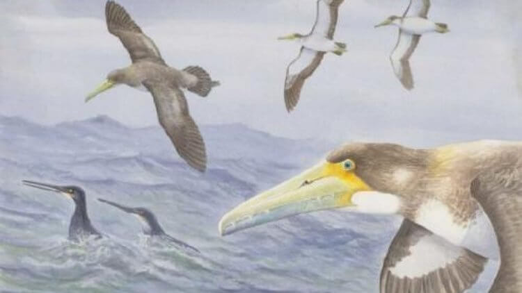 Самые первые птицы в мире. Примерно так выглядели птицы вида Protodontopteryx ruthae. Фото.