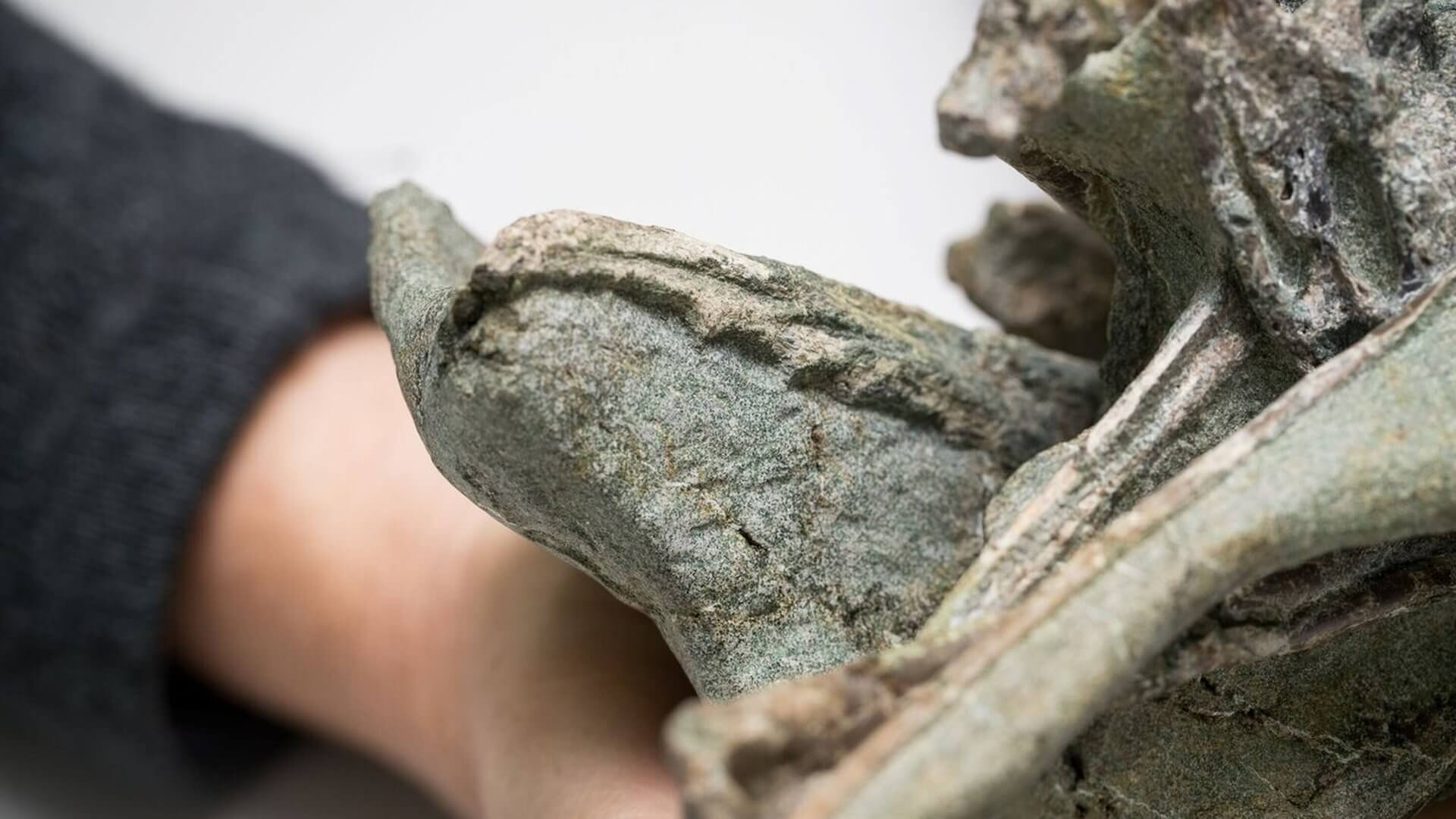 Фрагмент кости птицы вида Protodontopteryx ruthae. Фото.