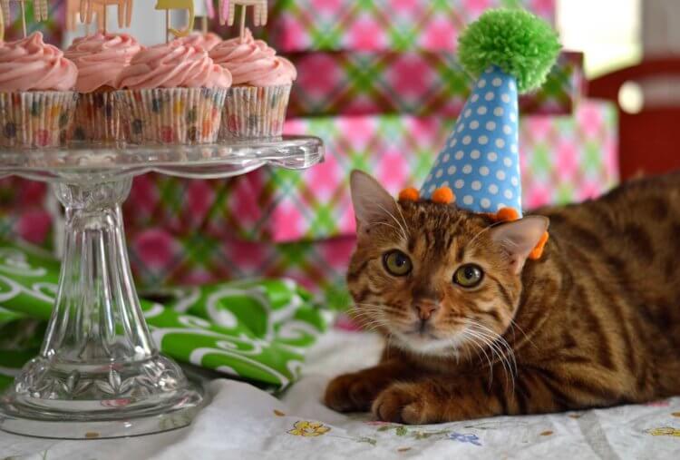 Сколько лет вашему питомцу по меркам человеческой жизни? А вы поздравили своего кота с днем рождения? Фото.