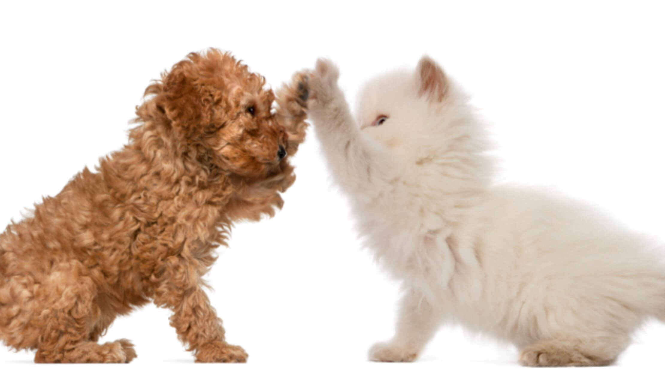 Специалисты считают, что возраст домашних животных следует исчислять этапами. Фото.