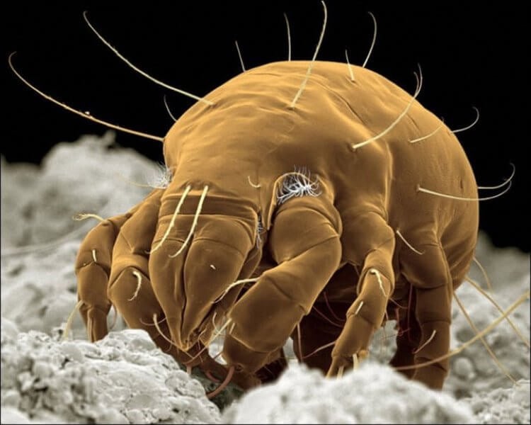 Пыль — причина аллергии. Пылевой клещ под микроскопом выглядит как существо из ночных кошмаров. Фото.