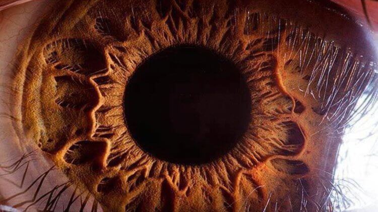 Плохое питание может привести к слепоте. Так выглядит здоровый человеческий глаз под микроскопом. Фото.