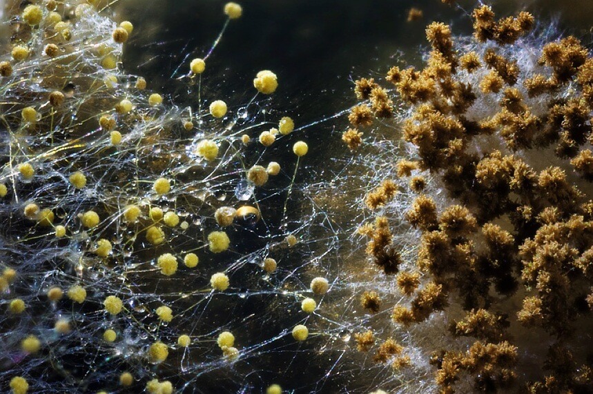 Плесневые грибы — представители древнейшего царства, которое до сих пор полностью не изучено. Фото.