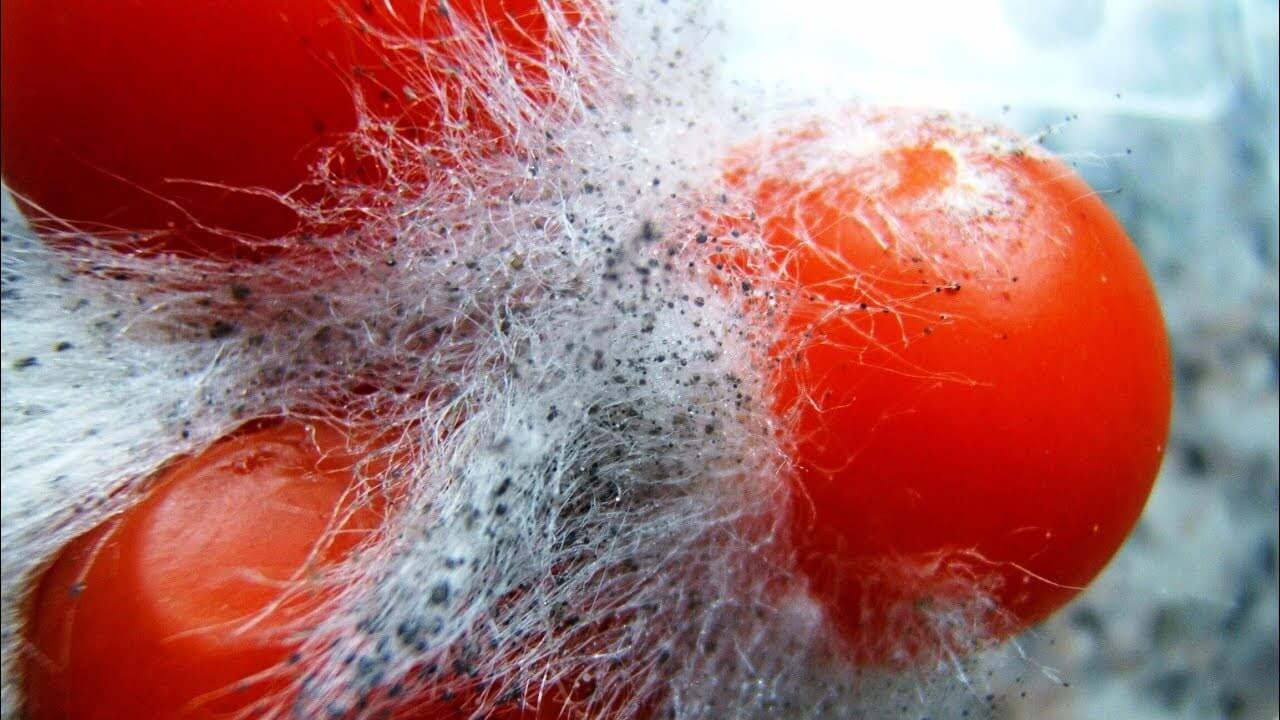 Плесень всегда находится рядом с нами: даже тогда, когда мы ее не видим. Фото.