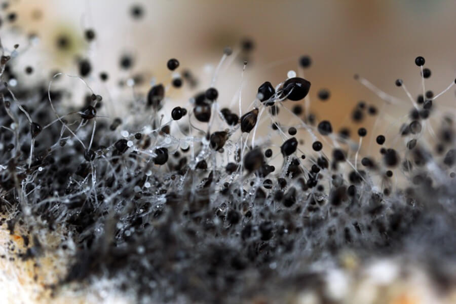 Плесень помогает природе избавиться от отживших свой срок организмов. Фото.